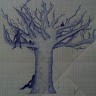 Hafy Hali