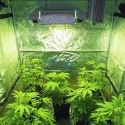 Usacannabisinsurance .