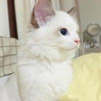 闫鹤天
