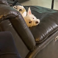 Luna Westie