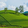 Phát Vạn Đại