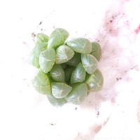 高强强