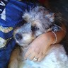 Ayshila Morelly