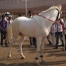 Nimbajirao Patil