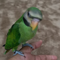 محمد الحربي