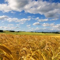 Надія Сукретна