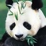 Yin Gui