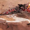 Kokan Beltou
