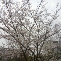 孙水平