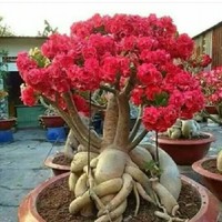 miory tantik chi-chi