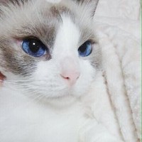 孙飞雪