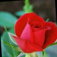 MD Babu Hasan