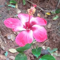 Hare Krushna