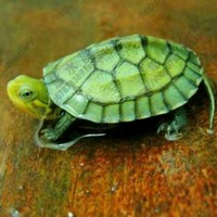 蔡明光