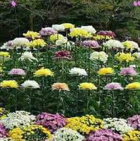 Salem Said Al Harthy