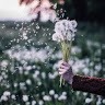 Dandelion Lexicon