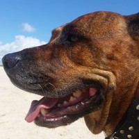 Licki Lee