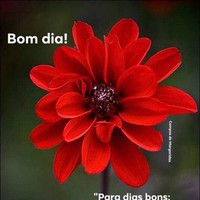 Mimosa Almeida