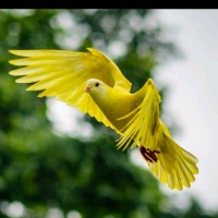 Golden Bird Dream