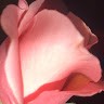 Chucan Nguyen