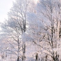 杜红军