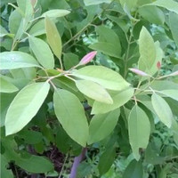 Panya Dechthawong