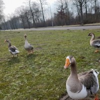 Henry van Workum - de Groot