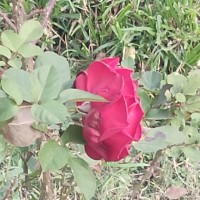 Kamla Thakur
