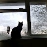 Luci Ridgwell