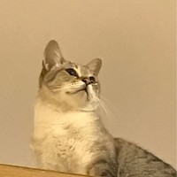 刘雅君