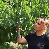 Ayşe Akın