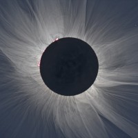 Marcia Halle .T Manzengele