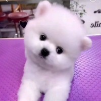 李阿妮