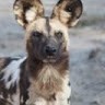 Matthew Fraser