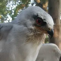 蒋英武