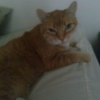 Teady Beast