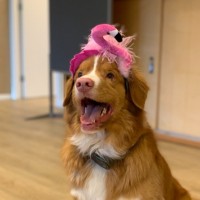 Sammie Woof Woof