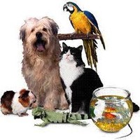 Pet Zone