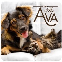 The Ava