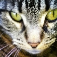 Maria Teresa Calissano