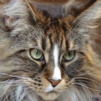 ALAIN CARIS-REYNDERS