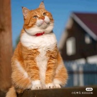 刘晓丹