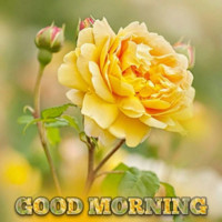 Rohit K.