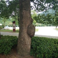 陈槐兴