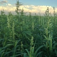 Rocky Mountain Hemp