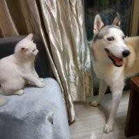 叶斯华