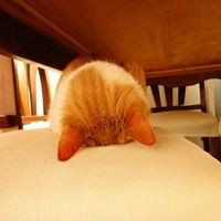 Livia Salum Moreira Salum
