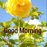 Rohit Tomar