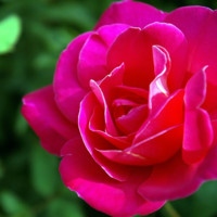 Priya R