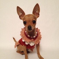Dixie Belle